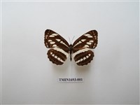 藏品(豆環蛺蝶)的圖片